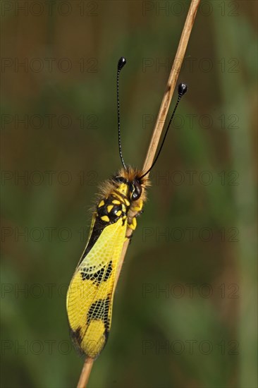 Long-snouted Butterfly Shaft