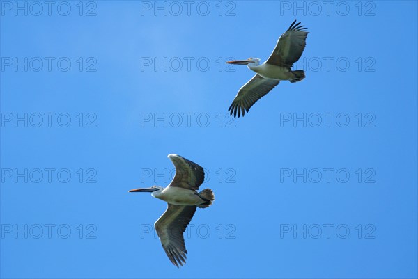 Spot-billed pelican