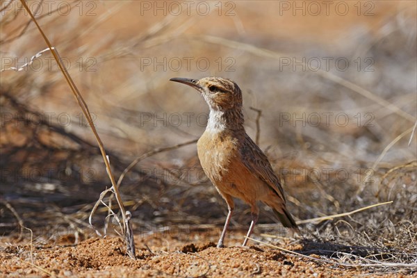 Karoo Long-billed Lark