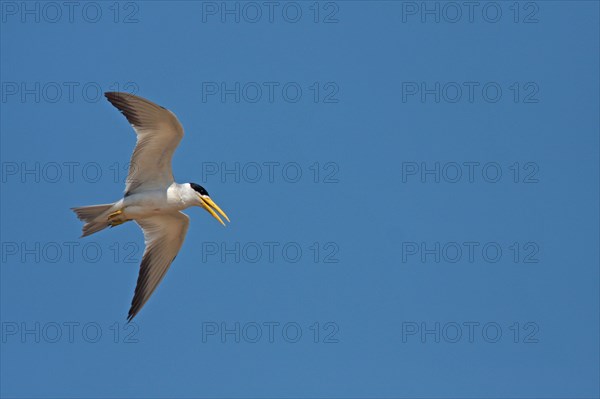 Large-billed terns