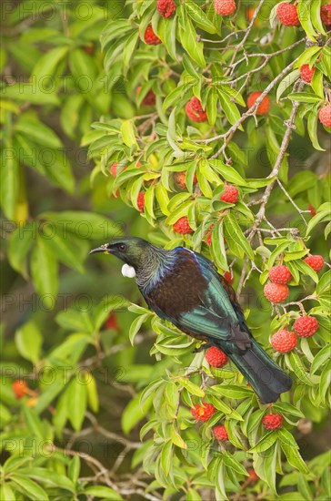 Tui