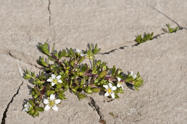 Sandwort