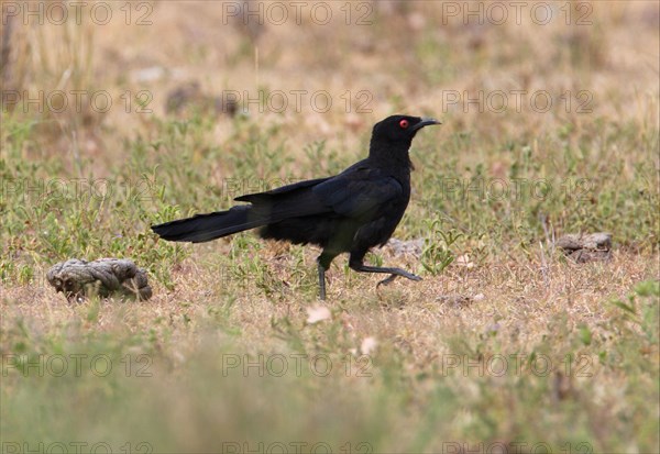 White-winged Chough