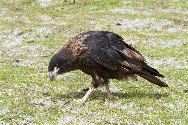 Striped striated caracara