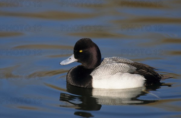 Lesser Scaup