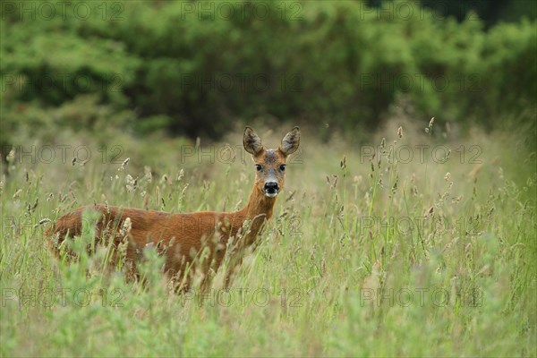 Western Roe Deer