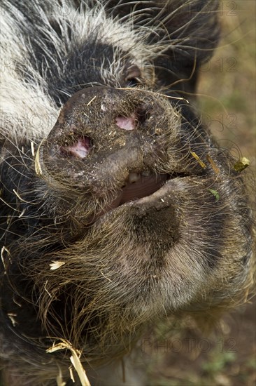 Kune Kune Pig Pig Nose