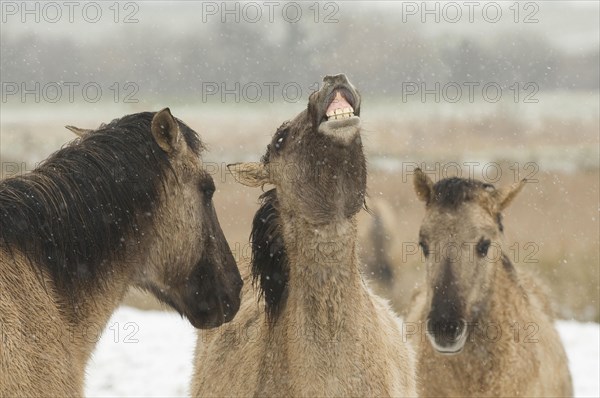 Konik horse