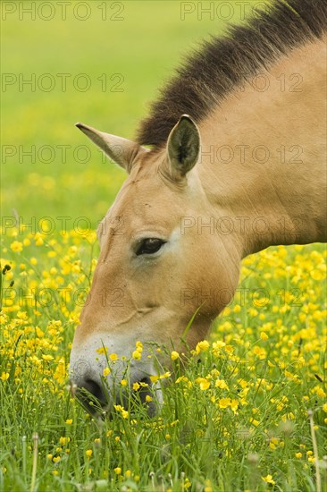 Przewalski's horse