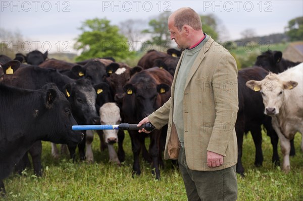 Cattle farming