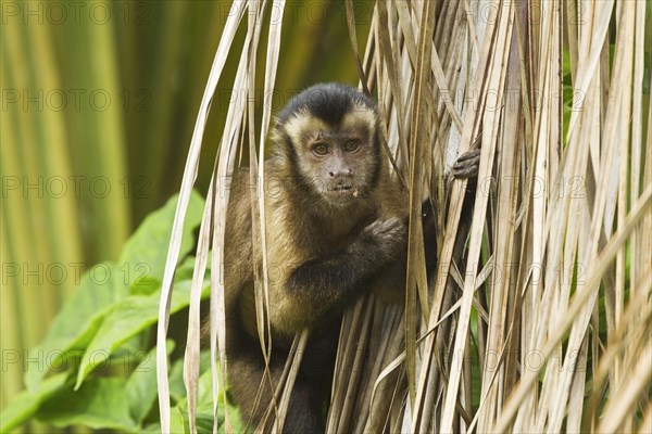 Brown Capuchin