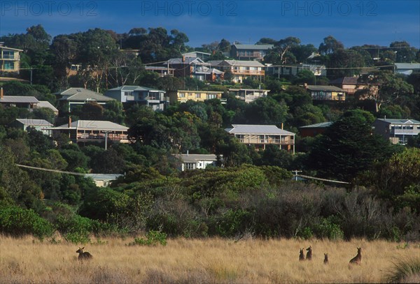 Eastern Grey Giant Kangaroo