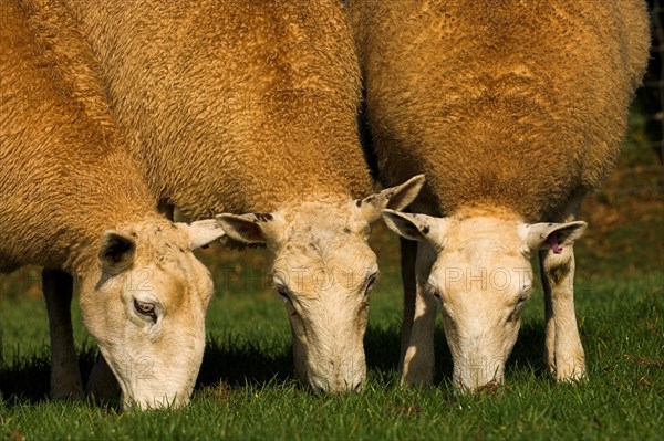 Domestic Sheep