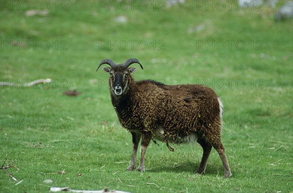 Soay Sheep