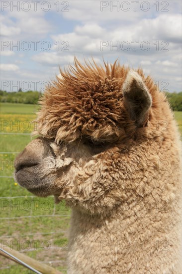 Alpaca