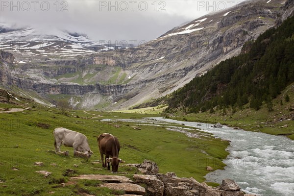 Domestic cattle