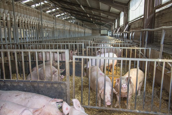 Pig farming