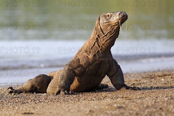 Komodo dragon