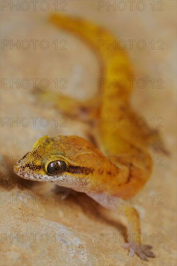 Half-fingered gecko