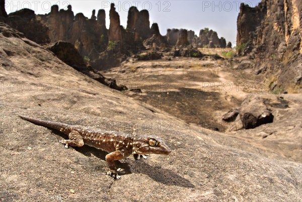 White-spotted wall gecko