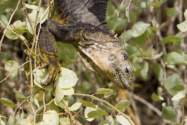 Land Iguana