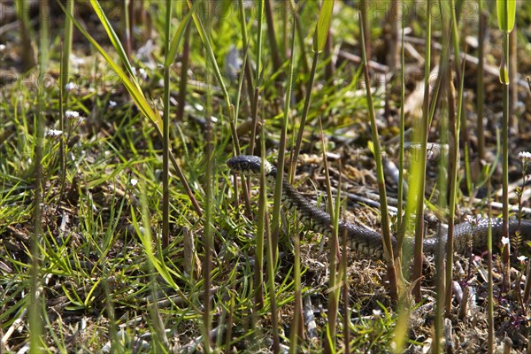 Grass snake