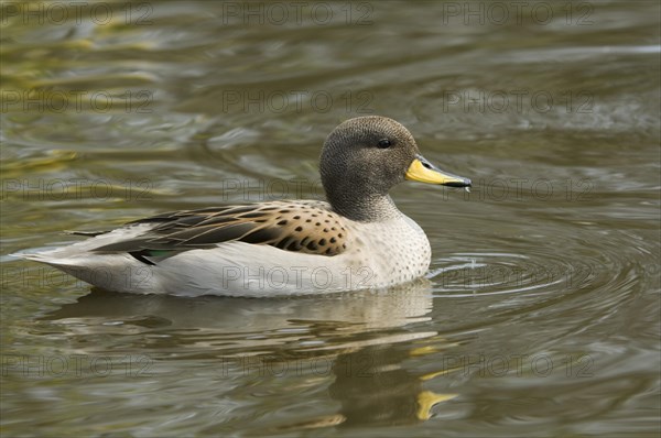 South American Teal