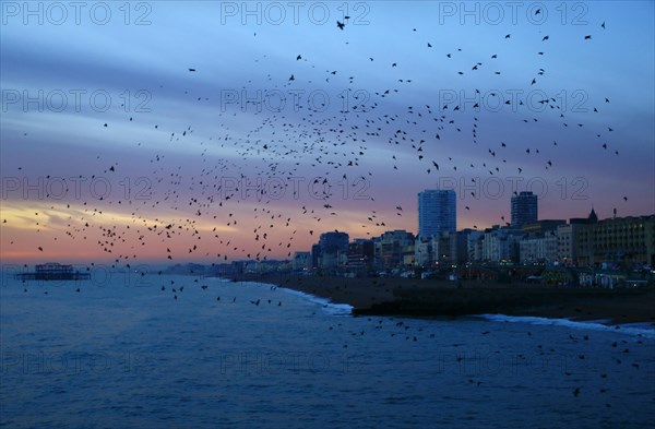 Common common starling