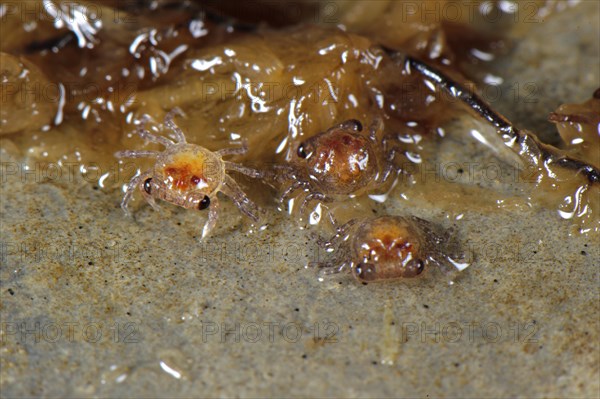 Mandarin crab