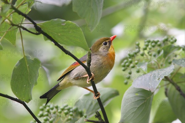 China Nightingale