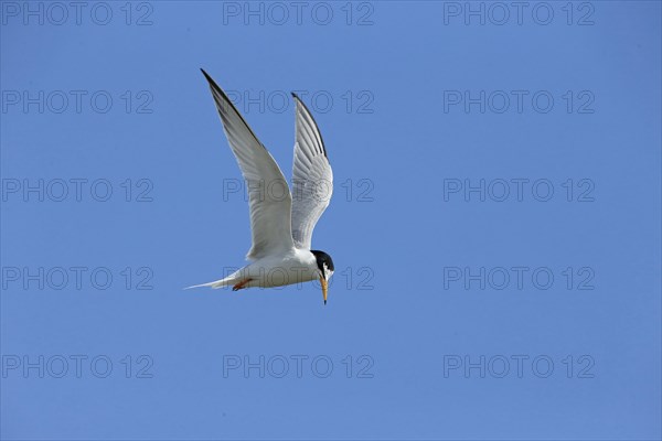 Little Tern