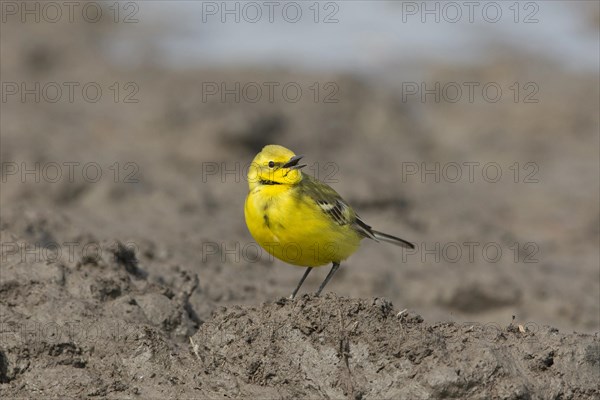 Yellow wagtail