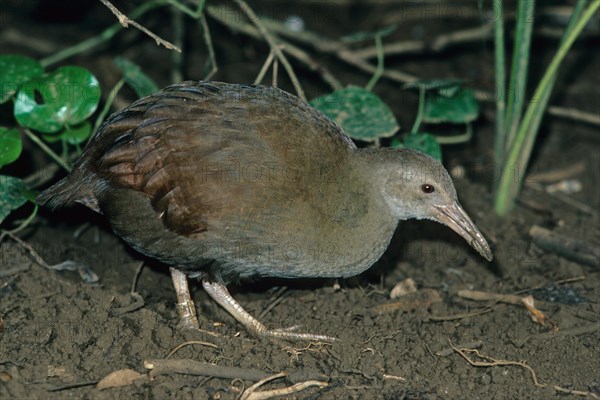 Lord lord howe woodhen