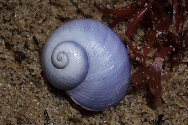 Purple Sea Snail