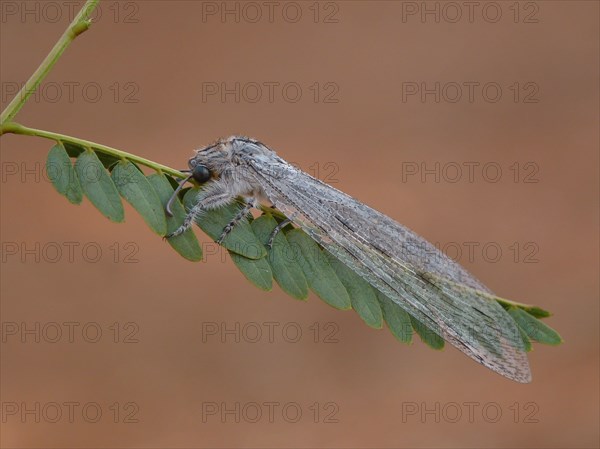 Antlion