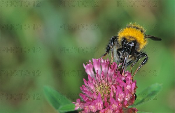 Large Garden Bumblebee