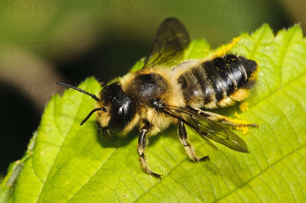 Leafcutter Bee