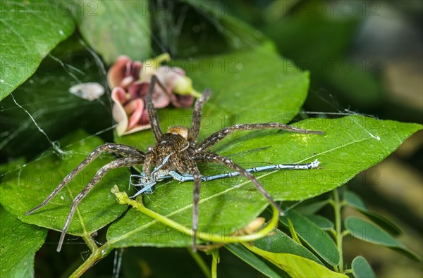 Fen Raft Spider