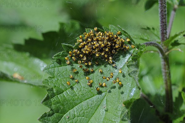 Garden cross spider