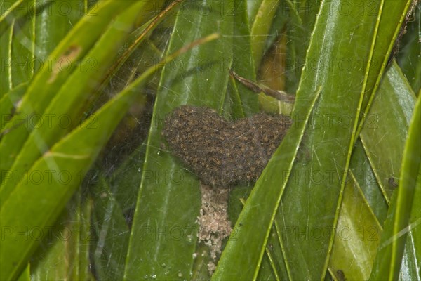 Fen Raft Spider