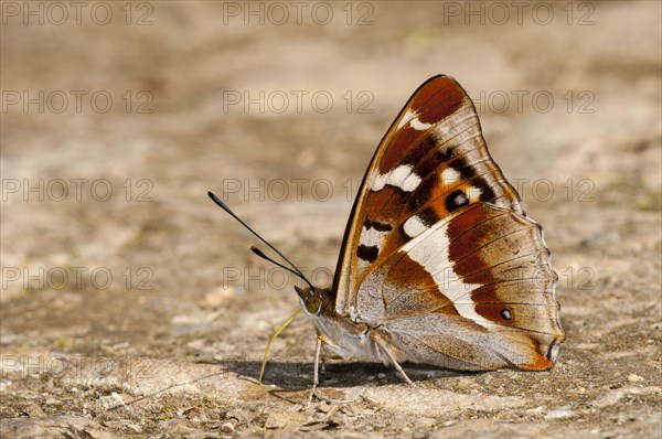 Purple Emperor