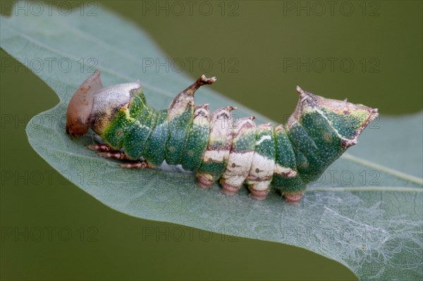 Tawny Prominent