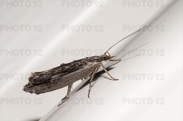 Wainscot Hooktip