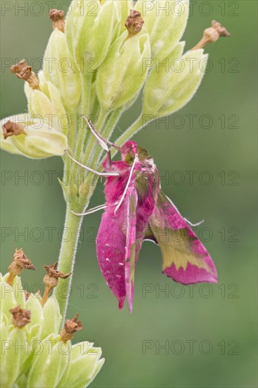 Small Elephant Hawkmoth