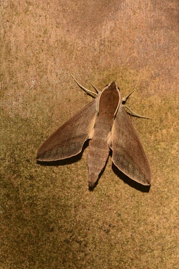 Levant Hawkmoth