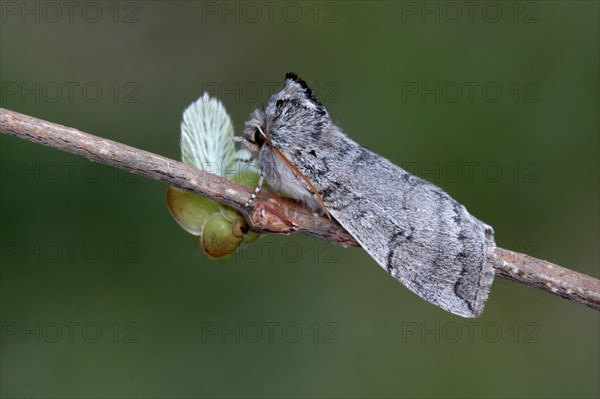 Adult yellow-horned moth