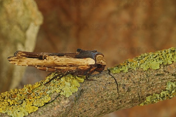 Brown Mildew Owl