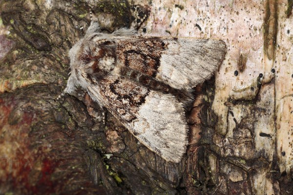 Nut-tree Tussock