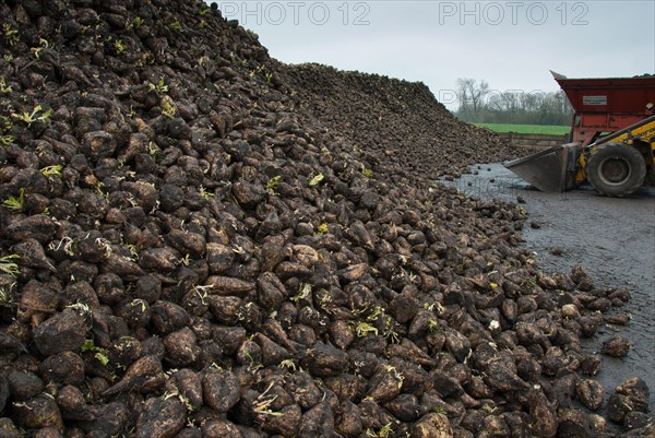 Sugar Beet