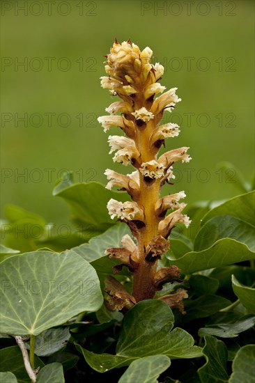 Ivy Broomrape